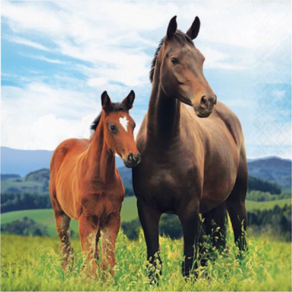 TOVAGLIOLO 33X33 HORSE AND PONY 1 TOVAGLIOLO 33X33 HORSE AND PONY