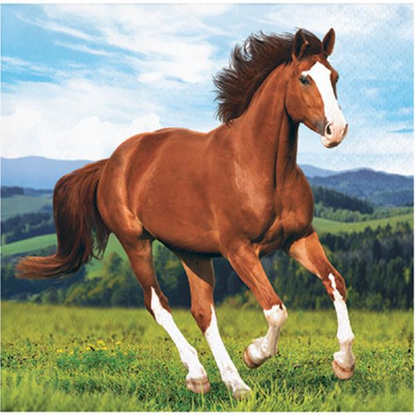 TOVAGLIOLO 25X25 HORSE AND PONY
